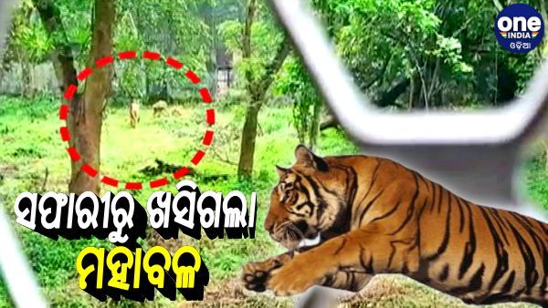 ନନ୍ଦନକାନନରେ ଆତଙ୍କ, ଖୁଆଡ଼ରୁ ଖସିଲା ମହାବଳ ବାଘ