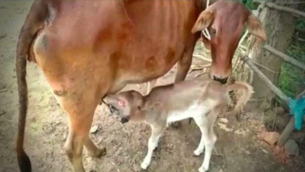 ଜନ୍ମ ହେଲା ଅଦ୍ଭୁତ ବାଛୁରୀ, ଲୋକେ କହିଲେ ମା’ ଦୁର୍ଗାଙ୍କ ଅବତାର