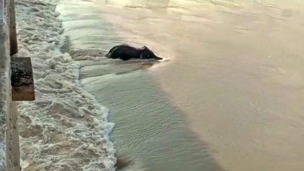 ମୁଣ୍ଡଳୀ ହାତୀ ମୃତ୍ୟୁ ଘଟଣା: ଆସିଲା ବ୍ୟବଚ୍ଛେଦ ରିପୋର୍ଟ, ମାନସିକ ଆଘାତରୁ ହୋଇଛି ମୃତ୍ୟୁ