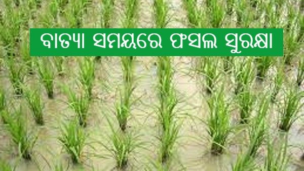 ବାତ୍ୟା ସମୟରେ ଫସଲ ସୁରକ୍ଷା ପାଇଁ କୃଷି ବିଭାଗର ପରାମର୍ଶ 