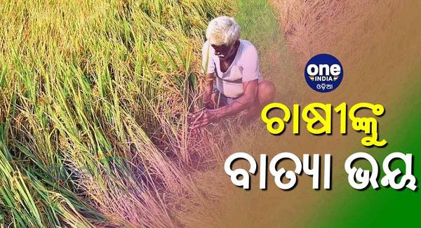 ଧାନ ଚାଷୀଙ୍କୁ ବାତ୍ୟା ଭୟ: କଟା ହେଲାଣି କଞ୍ଚା ଧାନ
