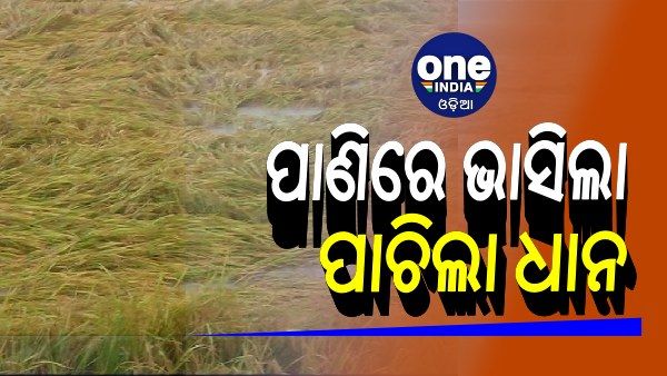 ବାତ୍ୟା ଟଳିଲା, ହେଲେ ବର୍ଷା କଲା କଲବଲ: ପାଣିରେ ଭାସିଲା ପାଚିଲା ଧାନ, ଚାଷୀ ମୁଣ୍ଡରେ ଚଡ଼କ