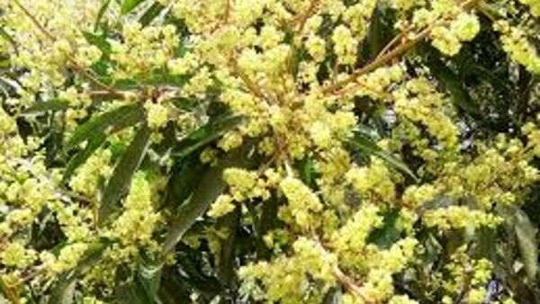 ବକୁଳ ଅମାବାସ୍ୟା: ପକୃତି ଓ ପରମ୍ପରାର ନିଆରା ପର୍ବ