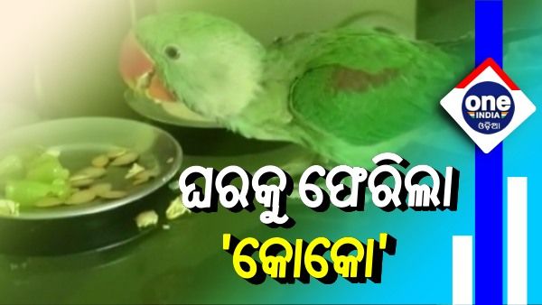 ୧୨ ଦିନ ପରେ ଘରକୁ ଫେରିଲା 'କୋକୋ': ଶୁଆକୁ ନେବାକୁ ପହଞ୍ଚିଲା ବନବିଭାଗ