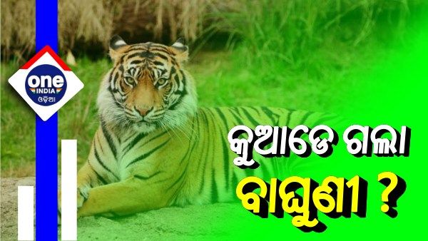 ସାତକୋଶିଆରେ ଥିବା ଏକମାତ୍ର ବାଘୁଣୀ ନିଖୋଜ୍, ମାସେ ହେଲା ମିଳୁନି ଖୋଜଖବର