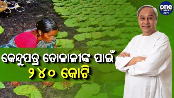 ବଢ଼ିଲା କେନ୍ଦୁପତ୍ର ସଂଗ୍ରହ ମୂଲ୍ୟ, ଉପକୃତ ହେବେ ୮ ଲକ୍ଷ କେନ୍ଦୁପତ୍ର ତୋଳାଳୀ