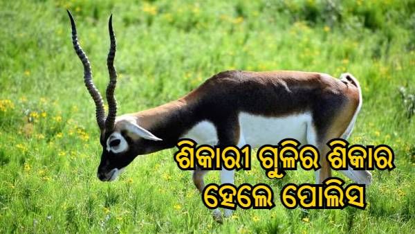 କୃଷ୍ଣସାର ମୃଗ ଶିକାରୀଙ୍କ ଗୁଳିର ଶିକାର ହେଲେ ପୋଲିସ