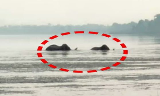 ଡମପଡ଼ା ଅଭୟାରଣ୍ୟକୁ ଫେରିଲେ ମହାନଦୀରେ ଫସିଥିବା ଦୁଇ ହାତୀ