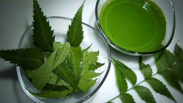 କେଶ ସମସ୍ୟା ଦୂର କରିବ ନିମ୍ବ ପତ୍ର