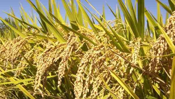 ବଢିଲା ଧାନ ସମେତ 17ଟି ଫସଲର ସର୍ବନିମ୍ନ ସହାୟର ମୂଲ୍ୟ