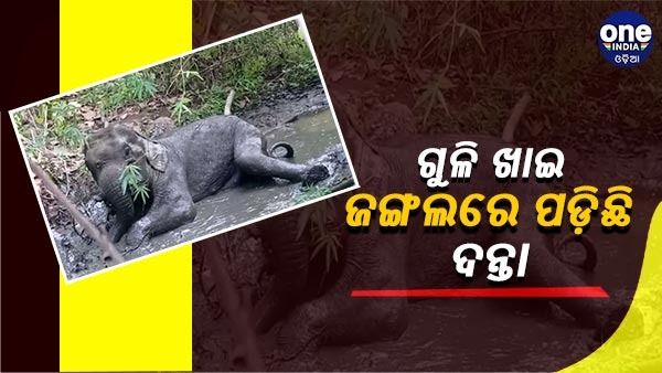 ଗୁଳି ଖାଇ ଜଙ୍ଗଲରେ ପଡ଼ିଛି ଦନ୍ତା, ମୁହଁ, ଶୁଣ୍ଢ ଓ ଦେହରେ ଲାଗିଛି ୩ଟି ଗୁଳି