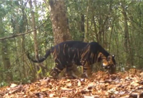 ଶିମିଳିପାଳ ଜାତୀୟ ଉଦ୍ୟାନରେ ନଜର ଆସିଲା କଳା ମହାବଳ ବାଘ