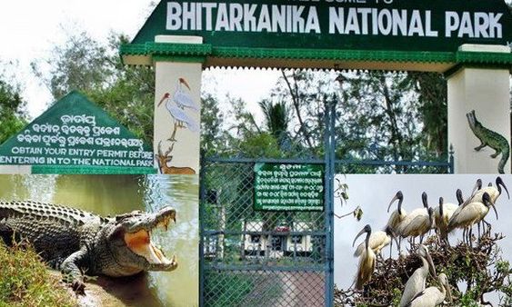 ୩ ମାସ ପରେ ଖୋଲିଲା ବିଶ୍ୱ ପ୍ରସିଦ୍ଧ ଭିତରକନିକା ଜାତୀୟ ଉଦ୍ୟାନ