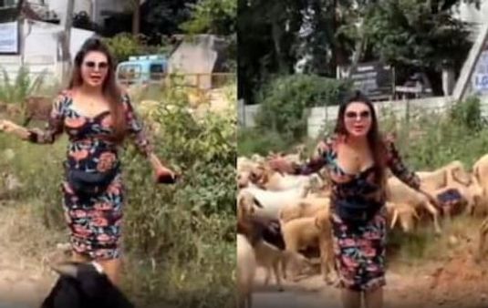 ଛେଳି ଚରାଇଲେ ଡ୍ରାମା କୁଇନ୍ ରାକ୍ଷୀ , ଭାଇରାଲ ହେଲା ଭିଡିଓ