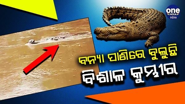 ମହାନଦୀ ବନ୍ୟା ପାଣିରେ ବୁଲୁଛି ବିଶାଳ କୁମ୍ଭୀର, ଲୋକେ ଆତଙ୍କିତ