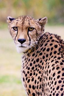 ୭୦ ବର୍ଷ ପରେ ଭାରତ ଆସିବେ ଆଫ୍ରିକୀୟ ଚିତାବାଘ