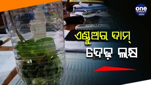 ଦେଢ଼ ଲକ୍ଷରେ ବହୁରୂପି ଏଣ୍ଡୁଅ ଡିଲ୍, ଚାଲାଣ ବେଳେ ଧରା ପଡ଼ିଲେ ଦୁଇ ଅଭିଯୁକ୍ତ