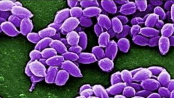 ଦେଶରେ ସରୁନି କରୋନା ଭୟ, ଆନ୍ଧ୍ରରେ ଭୟ ବଢାଉଛି ଆନ୍ଥ୍ରାକ୍ସ