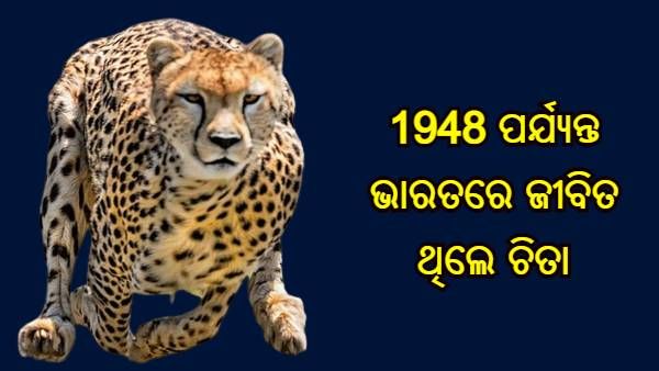 1948 ପର୍ଯ୍ୟନ୍ତ ଭାରତରେ ଜୀବିତ ଥିଲେ ଚିତା, କୋରିଆର ମହାରାଜା କରିଥିଲେ ଶେଷ ଶିକାର