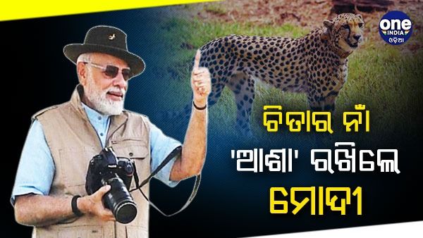 ନାମିବ୍ୟାରୁ ଆସିଥିବା ଚିତାର ହେଲା ନାମକରଣ, ମହିଳା ଚିତାର ନାଁ ‘ଆଶା' ରଖିଲେ ପ୍ରଧାନମନ୍ତ୍ରୀ ମୋଦୀ