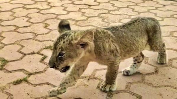 ନନ୍ଦନକାନନରେ ବାଘ ଓ ସିଂହ ଛୁଆର ନାଁ ଦେଲେ କେନ୍ଦ୍ରମନ୍ତ୍ରୀ