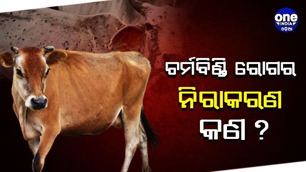 ଘରେ ଗୋରୁଗାଇ ରଖିଛନ୍ତି କି ? ଜାଣି ରଖନ୍ତୁ ଚର୍ମବିଣ୍ଡି ରୋଗକୁ ନେଇ କେତେକ ଗୁରୁତ୍ବପୂର୍ଣ୍ଣ ତଥ୍ୟ...