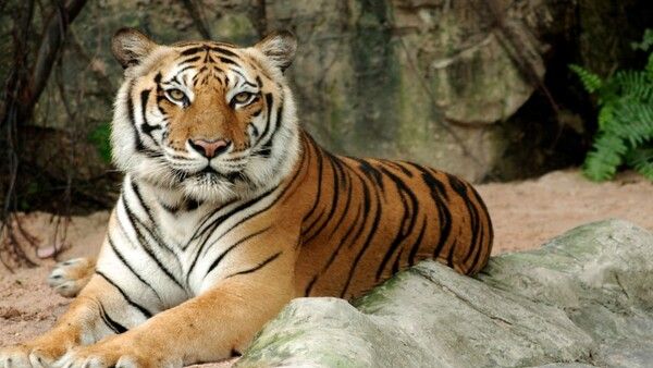 ବାଘ ମୁହଁରୁ ପୁଅକୁ ରକ୍ଷା କଲା ସାହାସୀ ମାଆ