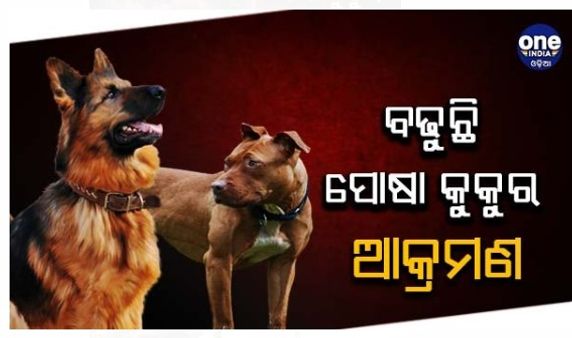 ପୋଷା କୁକୁର ଆକ୍ରମଣ ନେଇ ବଢୁଛି ଚିନ୍ତା, ହିଂସ୍ର ହେଉଛି ପିଟ୍ ବୁଲ