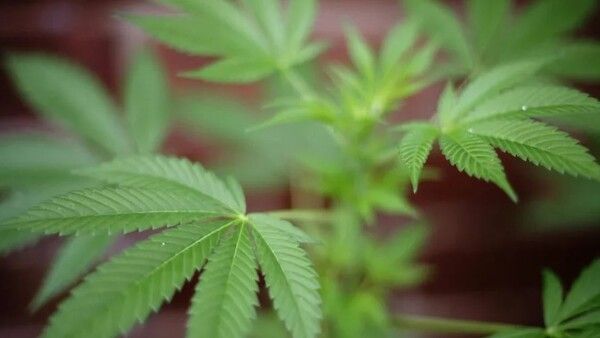 ଶିଳ୍ପ ପାଇଁ ଗଞ୍ଜେଇ ଚାଷ କରିବାରେ ଉତ୍ତରାଖଣ୍ଡ ପ୍ରଥମ ରାଜ୍ୟ