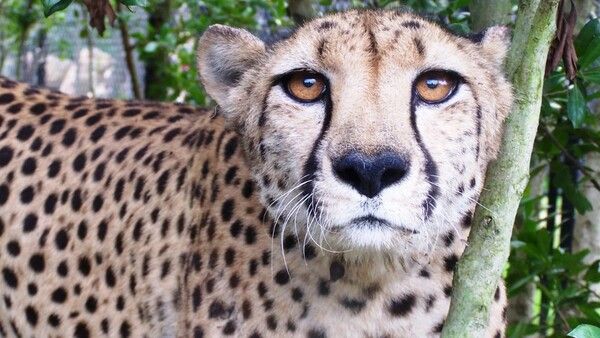 ମଧ୍ୟପ୍ରଦେଶ କୁନୋରେ ପୁଣି ଆଉ ଏକ ଆଫ୍ରିକୀୟ ଚିତାର ମୃତ୍ୟୁ