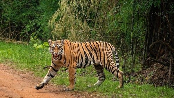 କୋଟିଆରେ ମହାବଳ ବାଘ ଆତଙ୍କ !