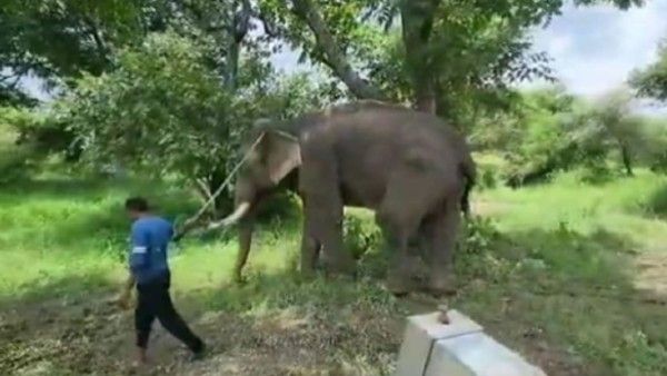 ୮ ଚିତାଙ୍କ ସୁରକ୍ଷାରେ ୨ ହାତୀ, ଦିନ ରାତି କରୁଛନ୍ତି ପାଟ୍ରୋଲିଂ