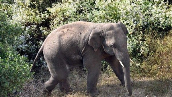 କଟକ ଯୋବ୍ରାରେ ହାତୀର ମୃତ ଦେହ ଠାବ