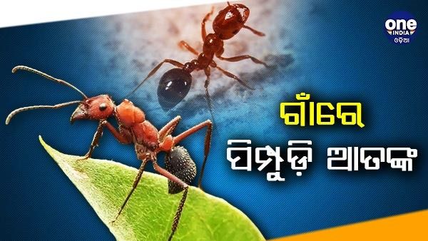 ନାଲି ପିମ୍ପୁଡ଼ି ଆତଙ୍କ ଘଟଣା: ପ୍ରଶାସନ ପକ୍ଷରୁ ଜାରି ରହିଛି ପ୍ରତିଷେଧକ ସିଞ୍ଚନ