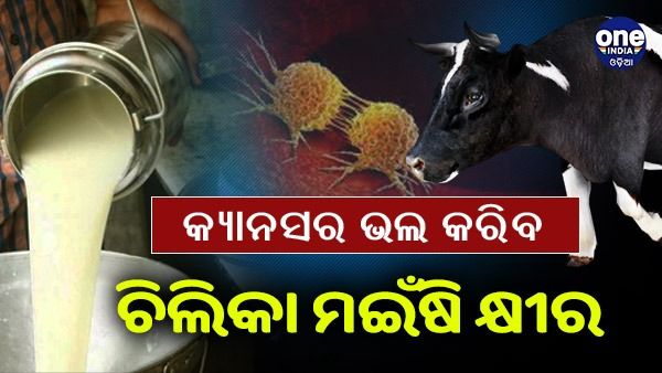ଚିଲିକା ମଇଁଷି କ୍ଷୀରରେ ରହିଛି ହିତକାରୀ ବ୍ୟାକ୍ଟେରିଆ, ଭଲ କରିପାରେ କର୍କଟ ରୋଗ