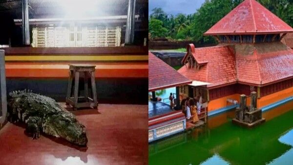 କେରଳ ମନ୍ଦିରରେ 'ଭେଜିଟେରିଆନ' କୁମ୍ଭୀରର ଦେହାନ୍ତ
