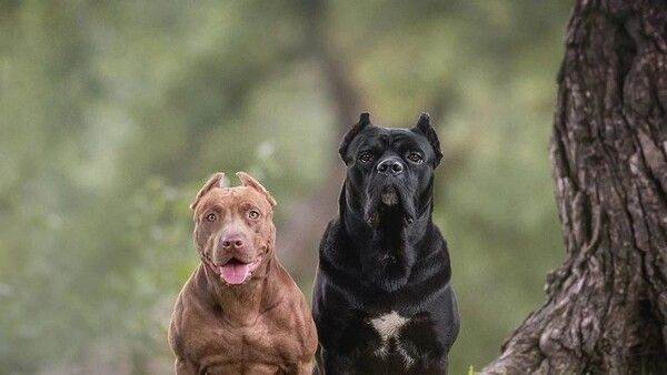 ଗାଜିଆବାଦରେ ବ୍ୟାନ ଏହି ତିନି ପ୍ରଜାତି ପୋଷା କୁକୁର, ଜାଣନ୍ତୁ