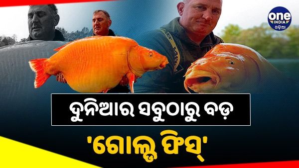 ହ୍ରଦରୁ ମିଳିଲା ବିଶ୍ୱର ସର୍ବବୃହତ ‘ଗୋଲ୍ଡ ଫିସ୍', ଓଜନ ଶୁଣି ହୋଇଯିବେ ଆଶ୍ଚର୍ଯ୍ୟ