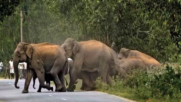 ଘର ଭାଙ୍ଗି ୮ ବର୍ଷର ନାବାଳିକାକୁ ଦଳିଦେଲା ହାତୀ