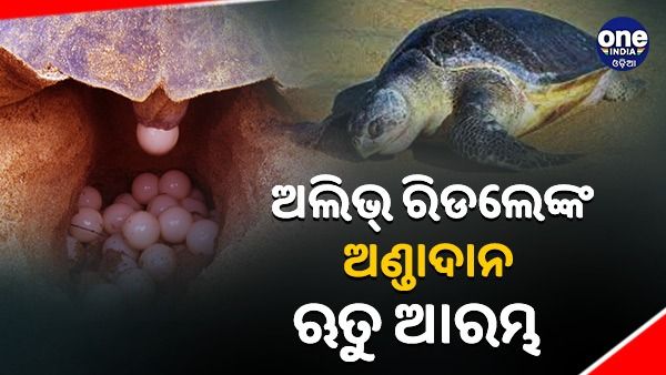 ଅଲିଭ ରିଡଲେଙ୍କ ଅଣ୍ଡାଦାନ ଋତୁ ଆରମ୍ଭ, ମାଛ ଧରା ଉପରେ କଟକଣା ଜାରି