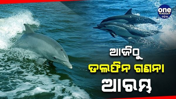 ଚିଲିକା ଓ ଗହୀରମଥାରେ ଅଛନ୍ତି କେତେ ଡଲଫିନ ?