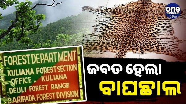 ବାରିପଦାରେ ମହାବଳ ବାଘଛାଲ ଜବତ, ୫ ଲକ୍ଷ ଟଙ୍କାର ହୋଇଥିଲା ଡିଲ୍