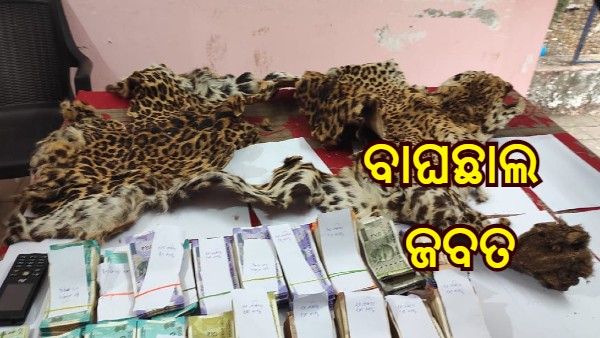 ମୟୂରଭଞ୍ଜରୁ ଜବତ ହେଲା ବାଘ ଛାଲ