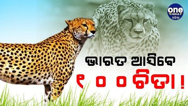 ଭାରତ ଆସିବେ 100 ଚିତା, ଦକ୍ଷିଣ ଆଫ୍ରିକା ସହିତ ହୋଇଛି ଚୁକ୍ତି