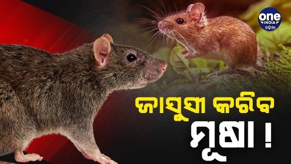 ଯୁଦ୍ଧରେ ଶତ୍ରୁମାନଙ୍କୁ ମାତ୍ ଦେବ ମୂଷା ! DRDO ପ୍ରସ୍ତୁତ କରୁଛି 'ଗୁପ୍ତଚର ମୂଷା'