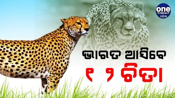 ଦକ୍ଷିଣ ଆଫ୍ରିକାରୁ ଆସିବେ ୧୨ ଚିତା: କେନ୍ଦ୍ର ମନ୍ତ୍ରୀ ଭୁପେନ୍ଦ୍ର ଯାଦବ