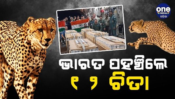 ଭାରତରେ ପହଞ୍ଚିଲେ ୧୨ ଚିତା, ୧୦ ଦିନ ରହିବେ କ୍ୱାରେଣ୍ଟାଇନରେ