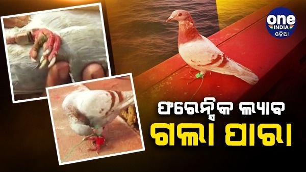 ଫରେନ୍ସିକ ଲ୍ୟାବ ଗଲା ସନ୍ଦିଗ୍ଧ ପାରା, ଗୋଡ଼ରେ ବନ୍ଧା ହୋଇଥିବା ସ୍ପାଏ କ୍ୟାମେରାର ହେବ ଯାଞ୍ଚ