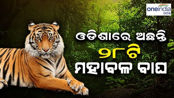 ଗତ ୧୦ ବର୍ଷରେ ୬ ମହାବଳ ବାଘଙ୍କ ମୃତ ହୋଇଛି, ଆଉ ଅଛନ୍ତି ୨୮ଟି