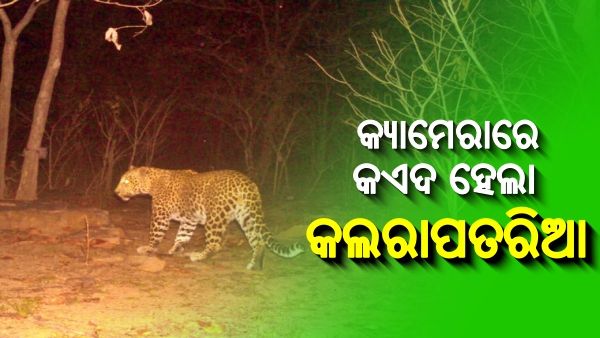 କ୍ୟାମେରାରେ କଏଦ ହେଲା କଲରାପତରିଆ ବାଘ, ବୃଦ୍ଧାଙ୍କୁ ମାରି ଖାଇଛି ଏହି ମଣିଷ ଖିଆ